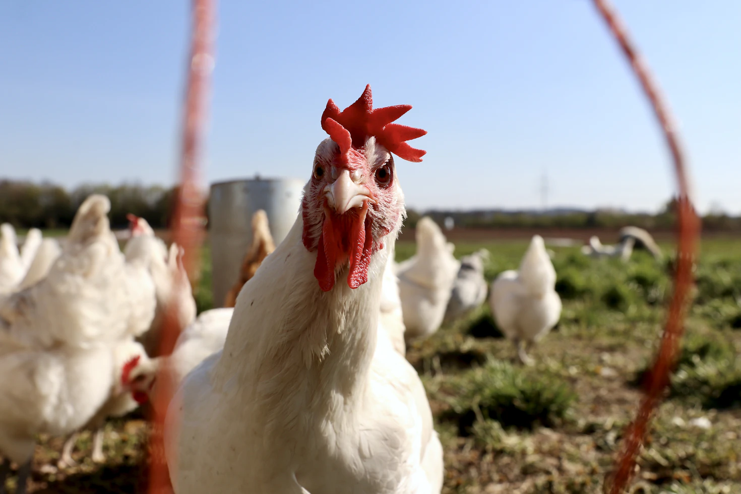 Fehlende Kennzeichnung bei Hühnerfleisch
